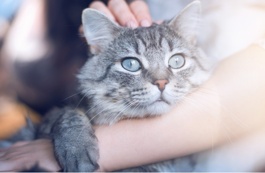 EFT Tapping for pets cats